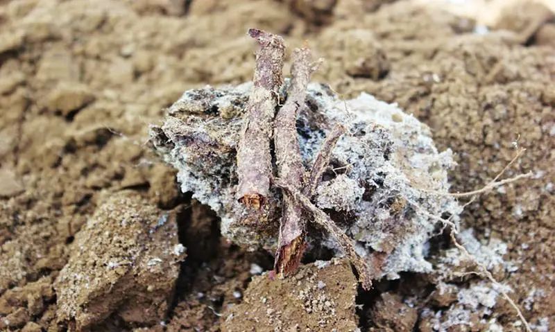 “農(nóng)藥污染土壤” 潔匠凈化農(nóng)藥除臭劑根源除臭顯優(yōu)勢.jpg “農(nóng)藥污染土壤” 潔匠凈化農(nóng)藥除臭劑根源除臭顯優(yōu)勢.jpg