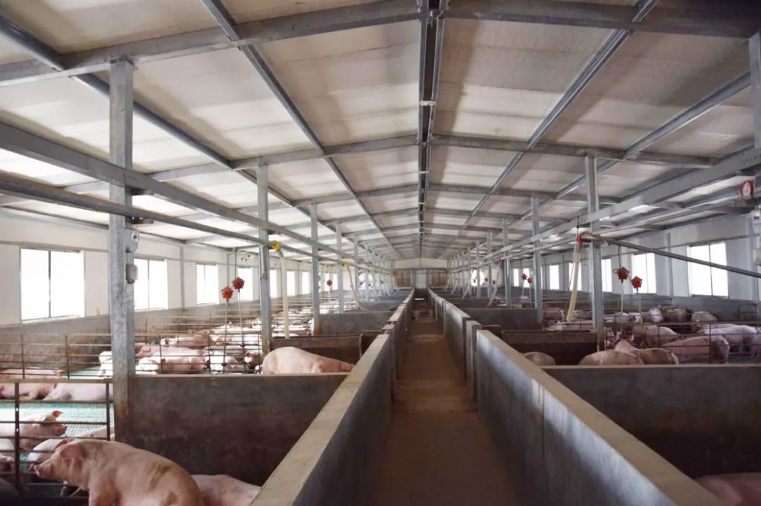 隨著氣溫逐漸升高,不少養(yǎng)豬戶(hù)反映,豬舍臭味越發(fā)濃烈。刺鼻的惡臭異味一方面會(huì)危害畜禽的健康,降低畜禽的抗病能力,容易導(dǎo)致呼吸道疾病;另外一方面還會(huì)影響飼養(yǎng)人員的身心健康,降低人體抵抗力。如何解決?小匠給大家分享6大方法。