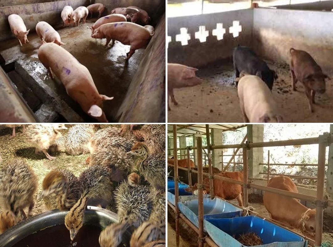 養殖場臭味難治理?潔匠凈化幫您輕松解決!