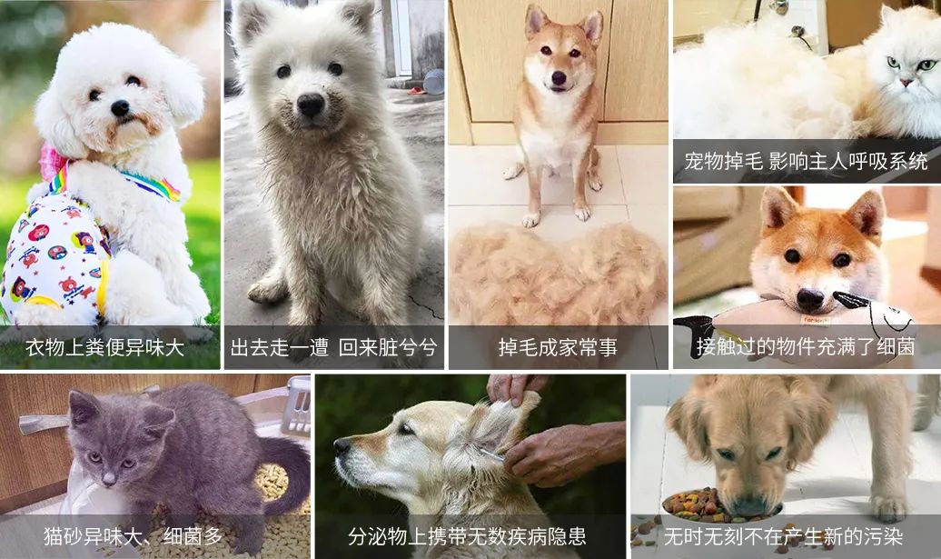 寵物氣味彌漫整個(gè)屋子,潔匠凈化教您如何除味.jpg 寵物氣味彌漫整個(gè)屋子,潔匠凈化教您如何除味.jpg