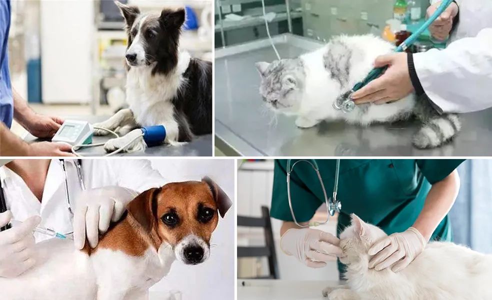 寵物氣味彌漫整個(gè)屋子,潔匠凈化教您如何除味.jpg 寵物氣味彌漫整個(gè)屋子,潔匠凈化教您如何除味.jpg